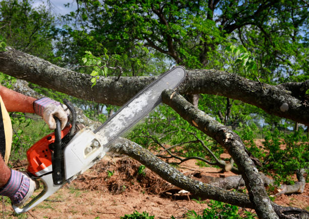 Best Tree Removal  in Rising Sun, MD